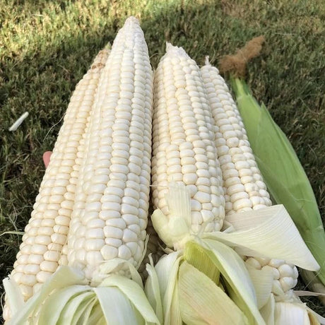 Semillas de maíz dulce - Heirloom, Non-GMO, 30 piezas