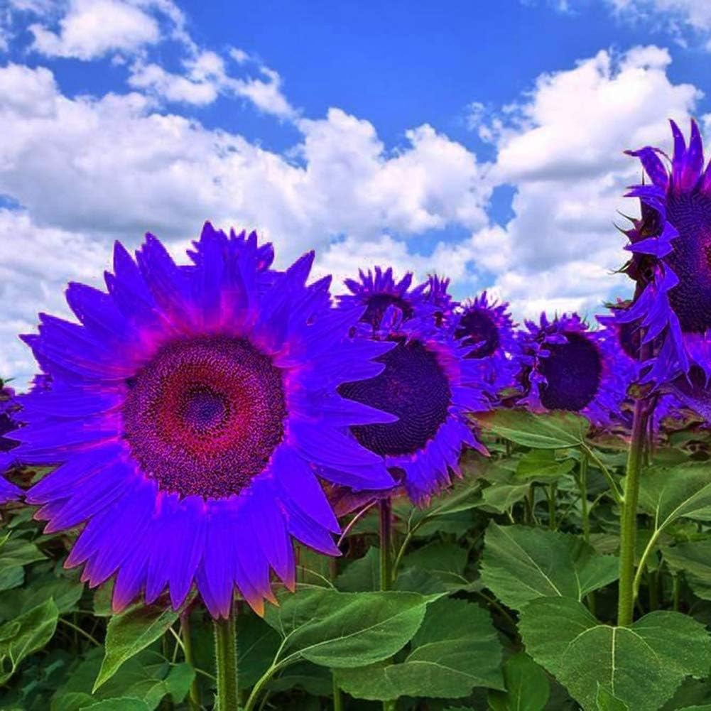 Semillas de Girasol No-GMO para Jardín - Decoración Ornamental