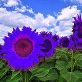 Semillas de Girasol No-GMO para Jardín - Decoración Ornamental