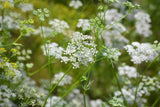 Semillas de Comino, Isla's Garden Seeds, No GMO, 300+ semillas