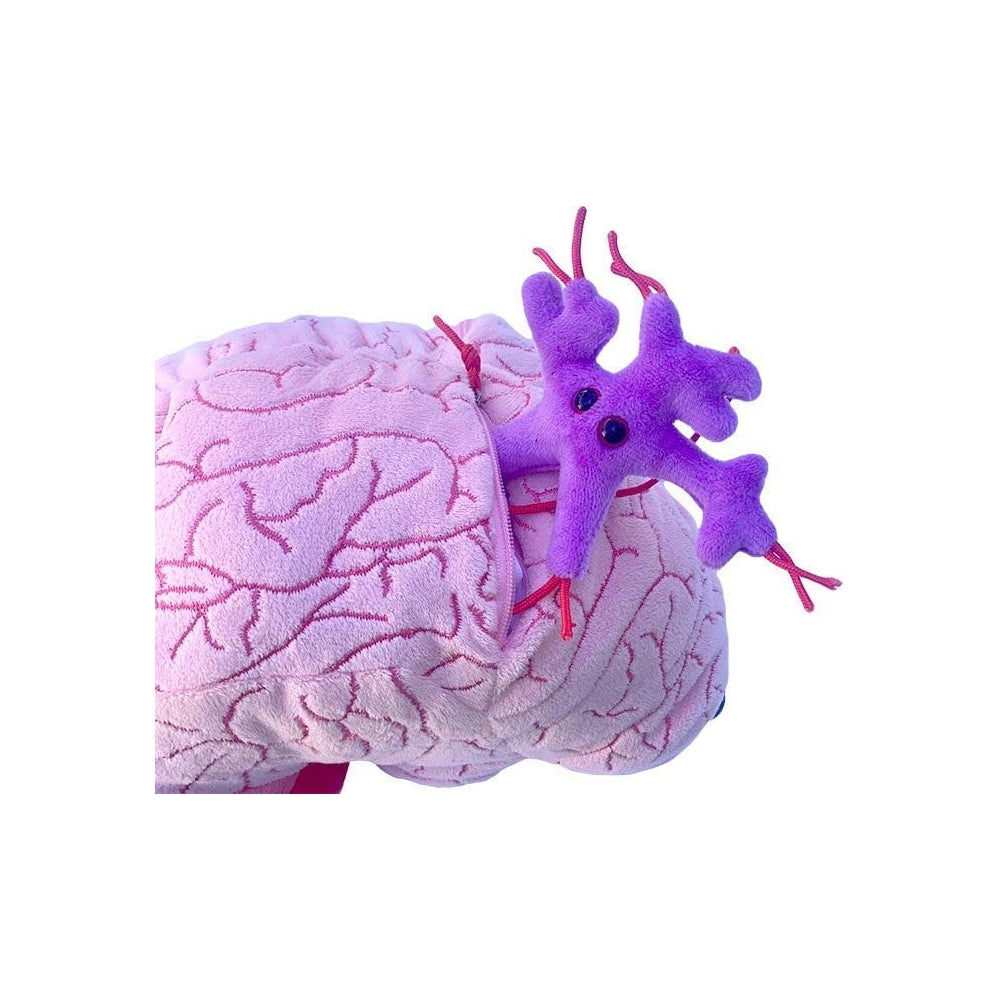 Peluches de cerebro con neuronas de felpa