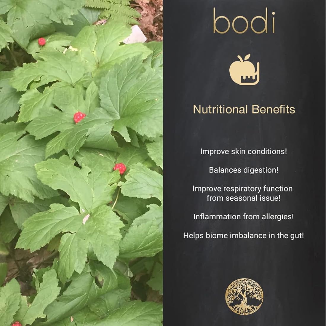 Suplemento Goldenseal Root 5:1 Extracto en polvo   5lb