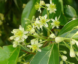 35 Semillas de Canela Cinnamomum verum - Rápido Crecimiento