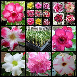 Semillas de Rosa del Desierto Adenium Obesum 100 Pack Mixto