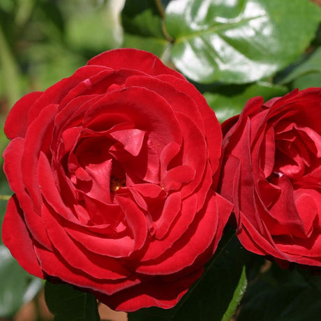 Rosa trepadora Heirloom Roses - Dublin Bay® - Planta viva