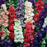 Semillas de Delphinium, No-GMO, Perennes, Mezcla Imperial
