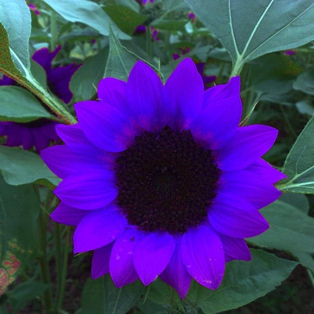 Semillas de Girasol No-GMO para Jardín - Decoración Ornamental