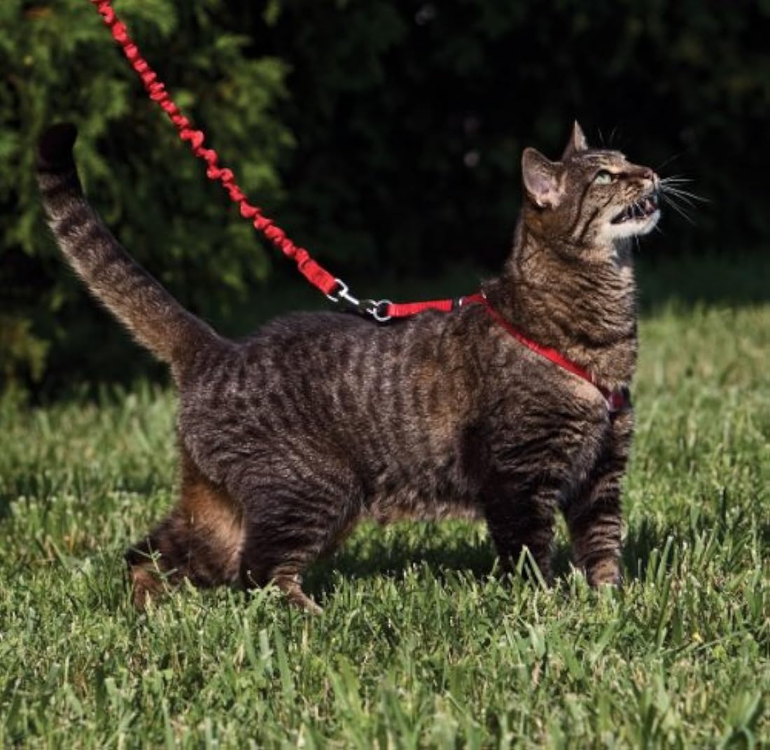 Arnés para gatos