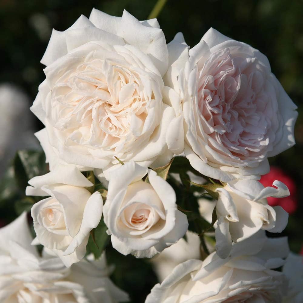 Rosa Trepadora Arborose® Honeymoon - Heirloom Roses, Plantas Vivas