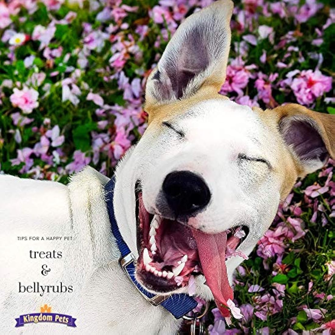 Dulces para perros sabor a tasajo de pollo Kingdom Pets
