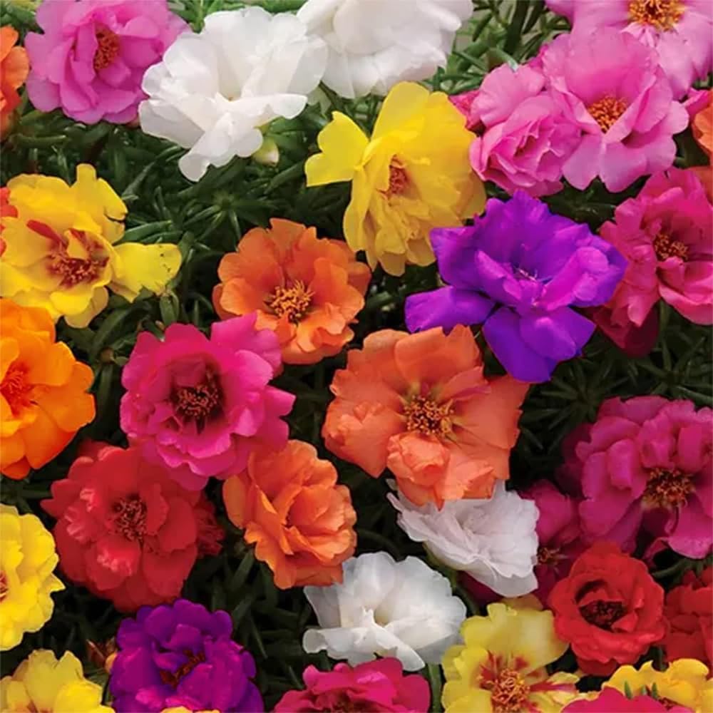 Semillas de Portulaca Doble para Jardín - 10000+ Semillas