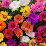 Semillas de Portulaca Doble para Jardín - 10000+ Semillas