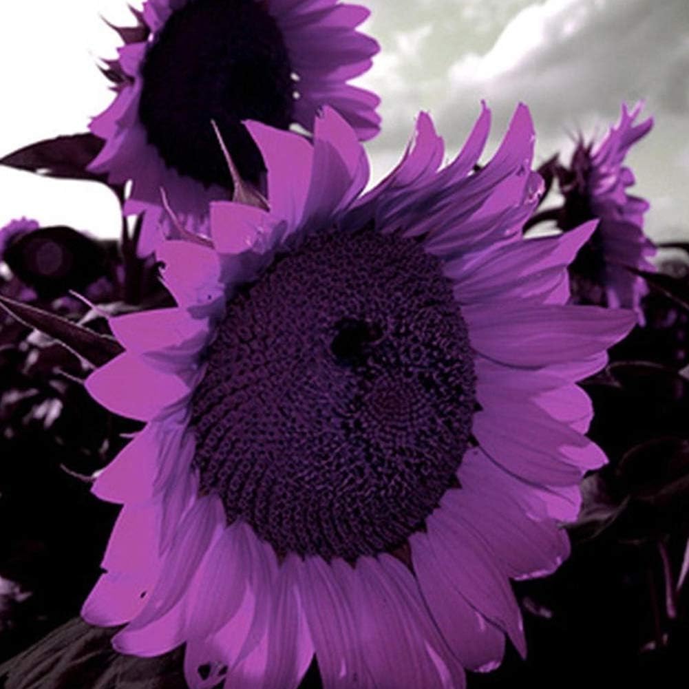 Semillas de Girasol No-GMO para Jardín - Decoración Ornamental