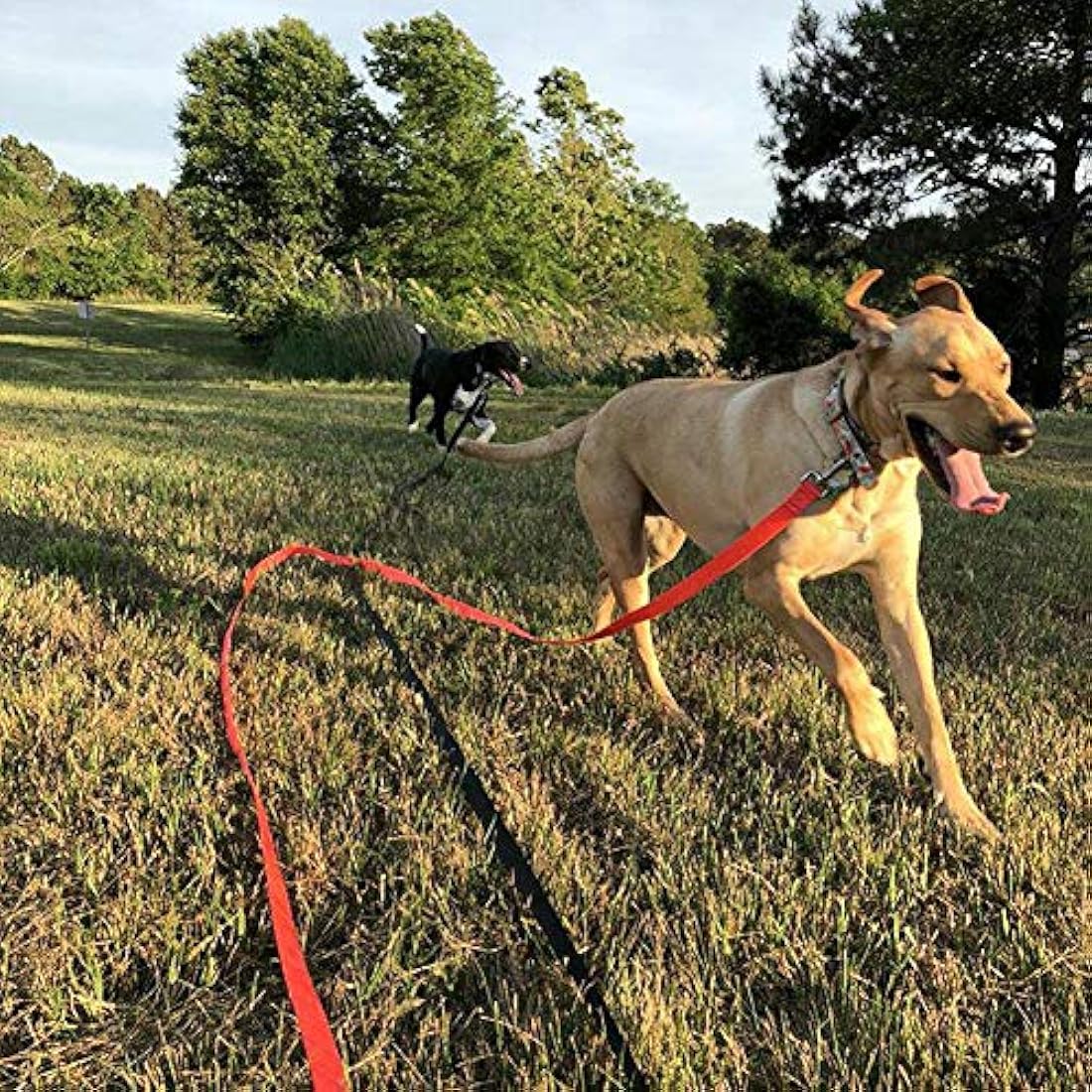 Correa de perro larga para mochila con cordón