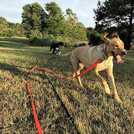 Correa de perro larga para mochila con cordón