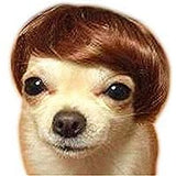 Peluca de perro para mascotas, disfraz de gato, accesorios sintéticos, gorros para perros pequeños, para Halloween, Nochebuena, festival, decoración de fiesta, juguete (A)