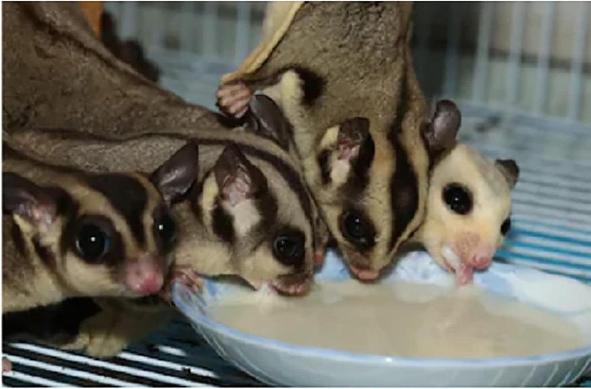 Alimento Natural para Sugar Glider - Rico en Vitaminas y Proteínas