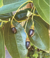 35 Semillas de Canela Cinnamomum verum - Rápido Crecimiento