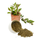 Polvo de Henna Mehandi para Cabello de Rajasthan Sin Preservativos