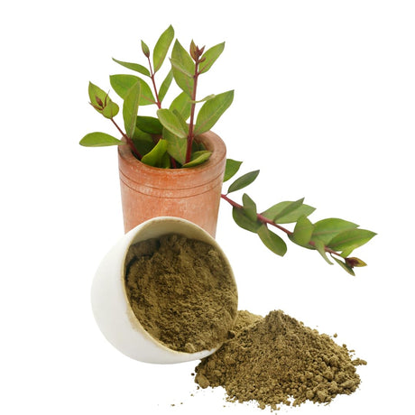 Polvo de Henna Mehandi para Cabello de Rajasthan Sin Preservativos