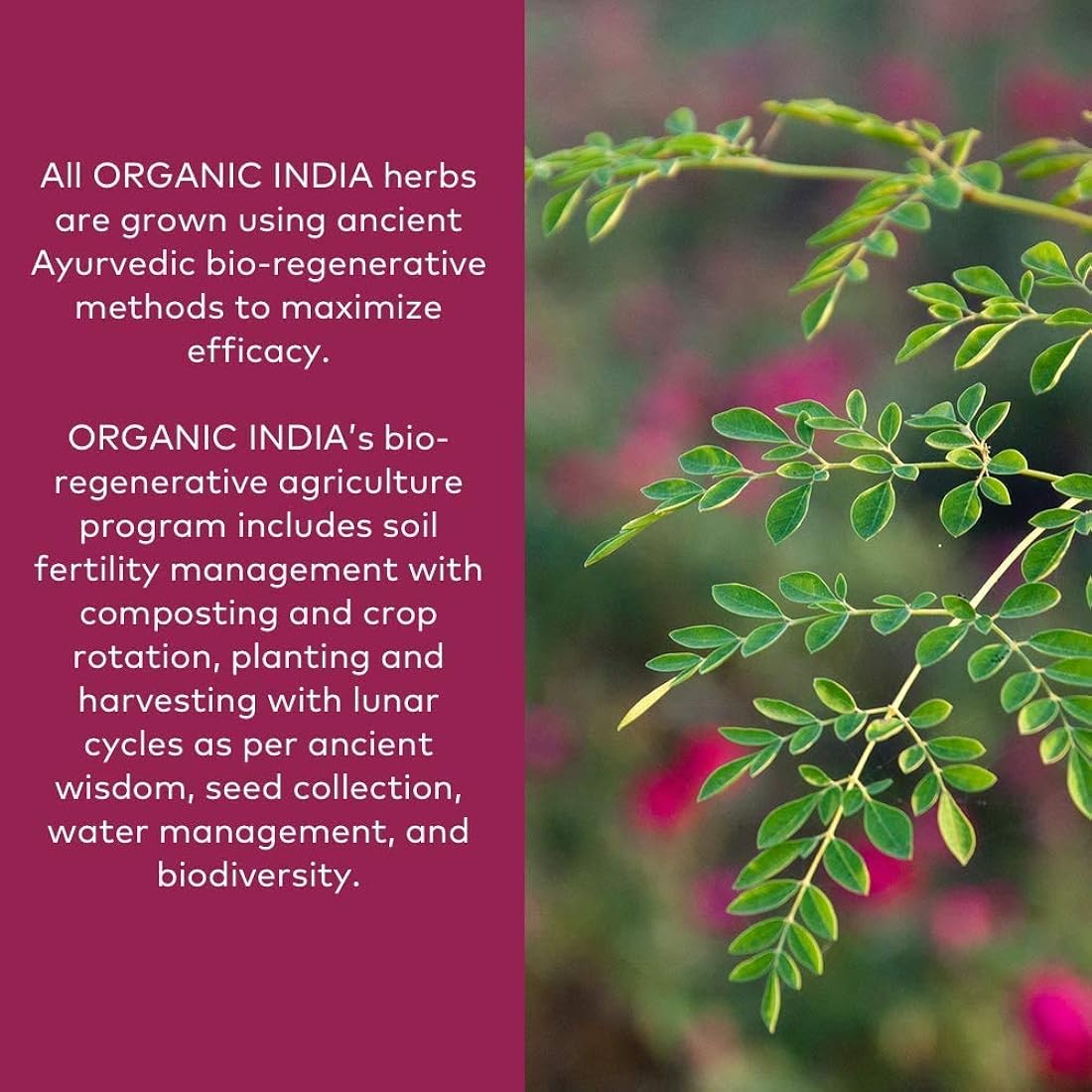 Suplemento ORGANIC INDIA Ashwagandha Powder vegano Kosher