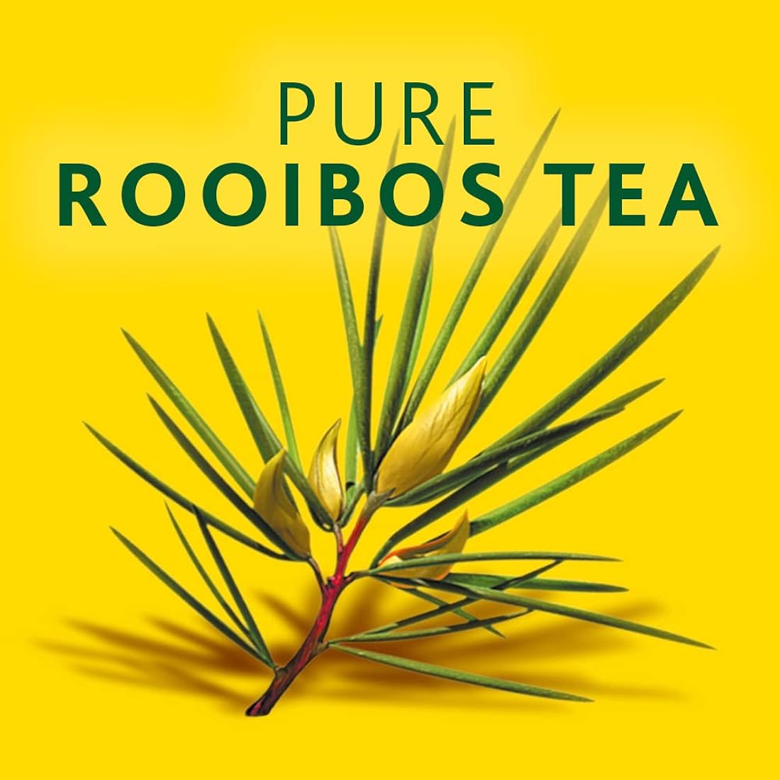 Té Rooibos naturales de primera calidad Sin OMG