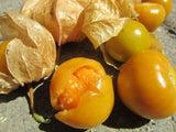 Semillas de Tomatillo Gaea's Blessing - No-GMO, Herencia, Abiertas