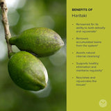 Suplemento Polvo Haritaki orgánico USDA, terminalia chebula