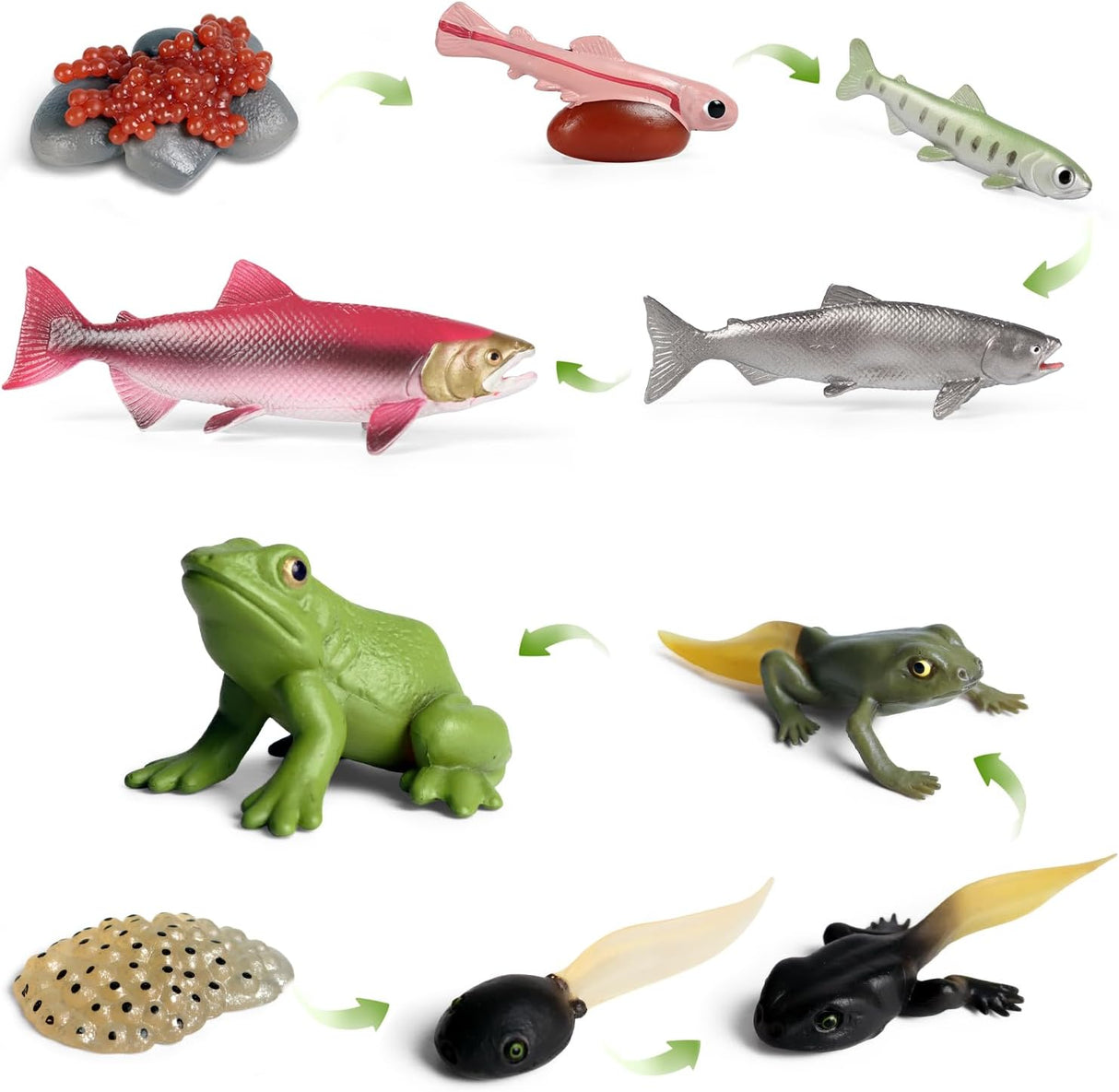Figuritas Ciclo de Vida Animal SIENON - Rana y Salmón 10pcs