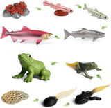 Figuritas Ciclo de Vida Animal SIENON - Rana y Salmón 10pcs