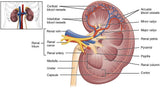 Suplemento de limpieza renal y desintoxicación renal