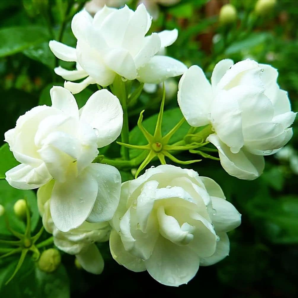50 Semillas de Jazmín para Plantar - Flores Fragantes - Jardín
