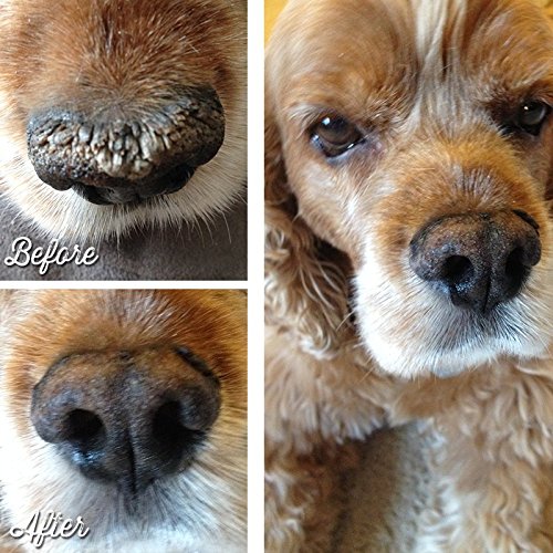 Remedio totalmente natural para narices para perro