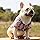 Paquete de 4 camisas hawaianas para perro, ropa transpirable de verano para mascotas, sudaderas para perros, camisas frescas de cocotero, piña, para perros pequeños, medianos y grandes, gatos, niñas, lindas prendas de polo para perros, XS-5XL (XS)