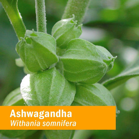 Gotas de Extracto de Ashwagandha Herb Pharm, Orgánico, 2 Oz