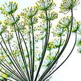 Semillas de Comino, Isla's Garden Seeds, No GMO, 300+ semillas