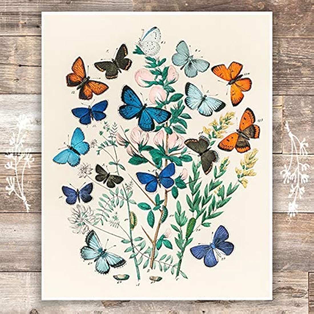 Sin marco - Decoración de pared botánica 8x10