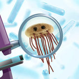 Peluche  de tejido suave en forma escherichia Coli bacteria