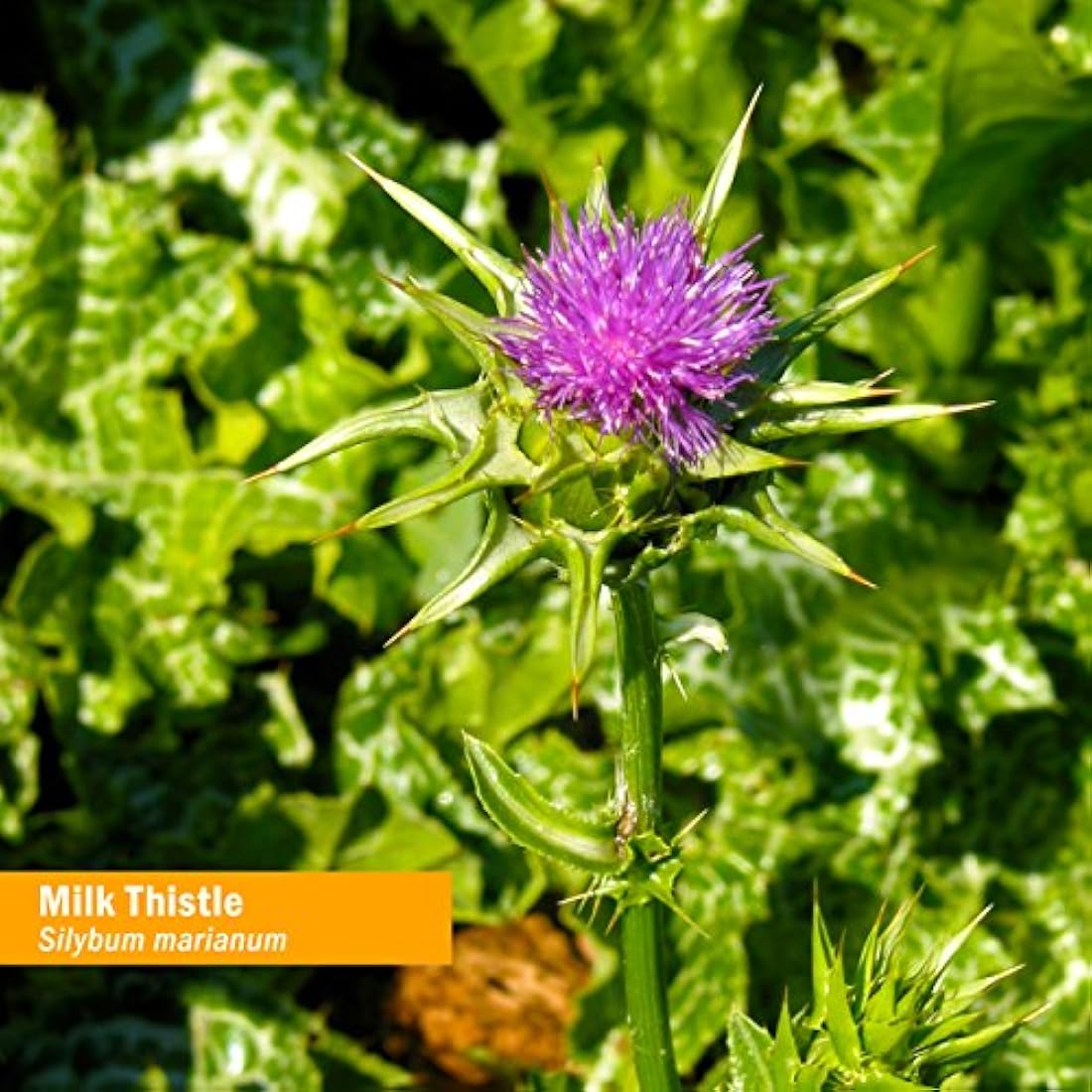 Extracto de semillas de cerdas Herb Pharm