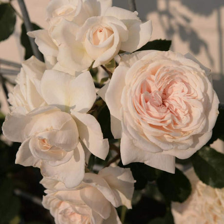 Rosa Trepadora Arborose® Honeymoon - Heirloom Roses, Plantas Vivas