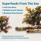 Cápsulas de Musgo de Irlanda con Bladderwrack, raíz de bardana y yodo, 60 cápsulas