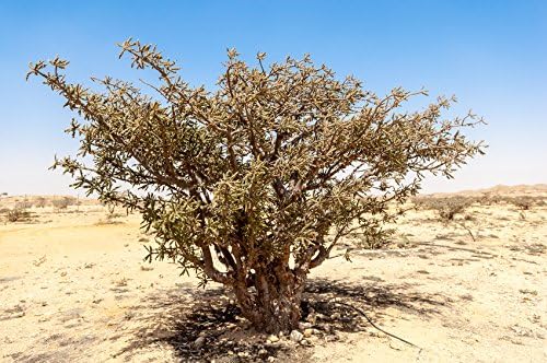 Aceite Esencial de Incienso Orgánico USDA, Boswellia serrata