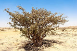 Aceite Esencial de Incienso Orgánico USDA, Boswellia serrata