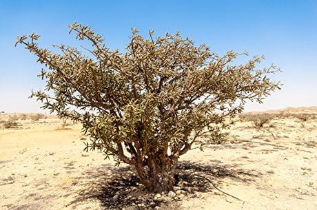 Aceite Esencial de Incienso Orgánico USDA, Boswellia serrata