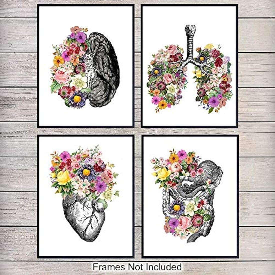 fotos sin marco -Corazón pulmones cerebro intestinos