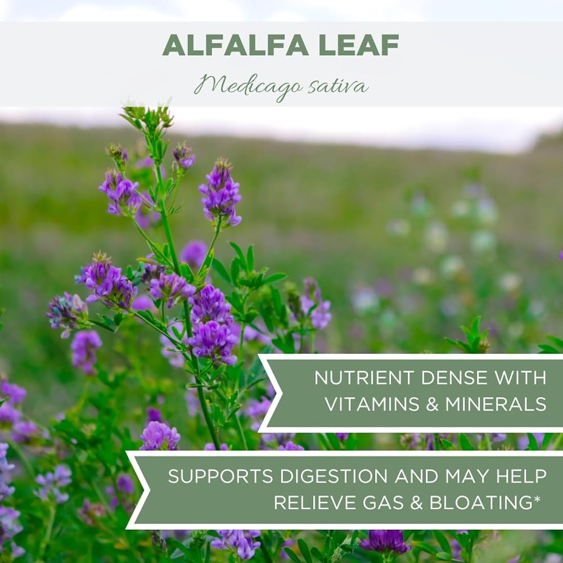Suplemento té de hojas de alfalfa orgánica  de 4 onzas 3.99o