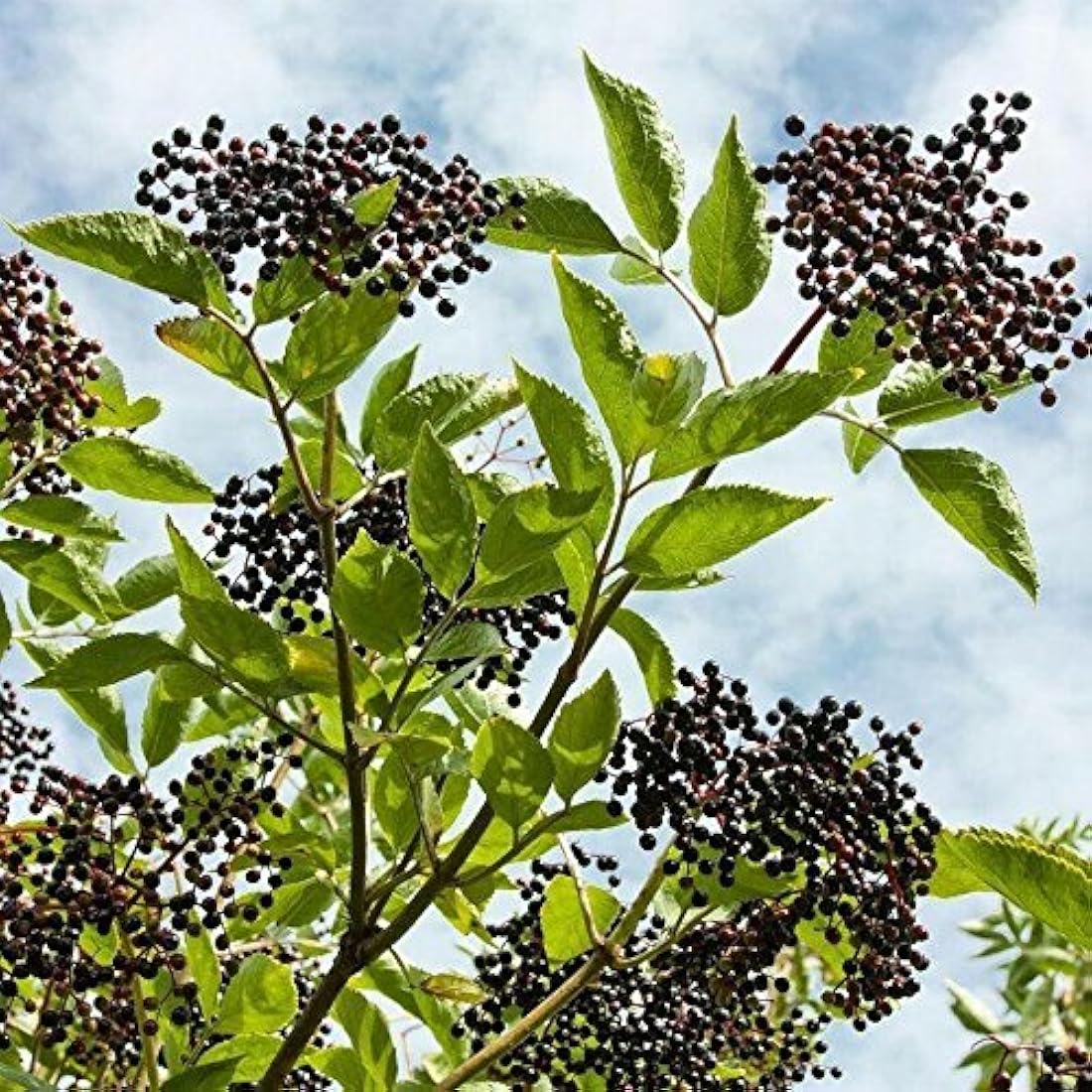 Norma Granjas Suplemento de dos Pack, Elderberry Wellness