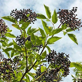 Norma Granjas Suplemento de dos Pack, Elderberry Wellness