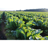 Suplementos Alimenticios de glándula pituitaria con lactato