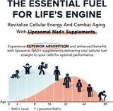Suplemento liposomal de NAD de 1600 mg Rossylla